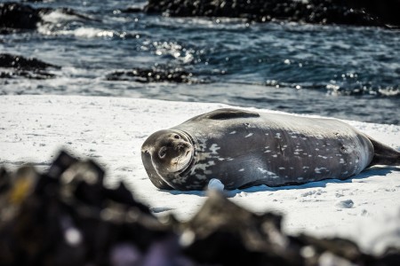 Actieve Antarctica Reis Antarctica%2C Weddell Seal %C2%A9 Dietmar Denger Oceanwide Expeditions Jpg Dietmar