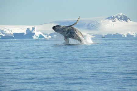 Actieve Antarctica Reis Humpback Whale%2C Breaching%2C Antarctica %C2%A9 Nicolo De Cata Oceanwide Expeditions Jpg Nicolo De Cata