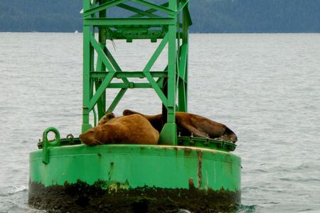Actieve Groepskampeerreis Akna Zuiden Van Alaska  Cape Tracks