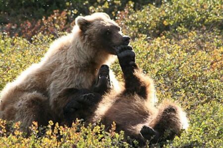 Actieve Groepskampeerreis Sedna De Mooiste Plekjes Van Alaska  Cape Tracks