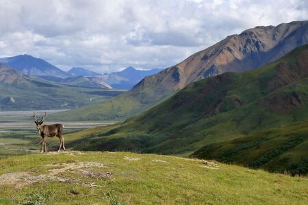 Actieve Groepskampeerreis Sedna De Mooiste Plekjes Van Alaska  Cape Tracks