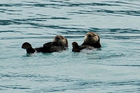 Actieve Groepskampeerreis Sedna De Mooiste Plekjes Van Alaska  Cape Tracks