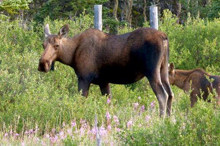 Actieve Groepskampeerreis Silla Centraal  En Zuid Alaska  Cape Tracks
