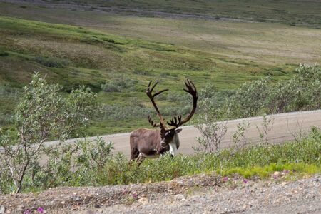 Actieve Groepskampeerreis Silla Centraal  En Zuid Alaska  Cape Tracks