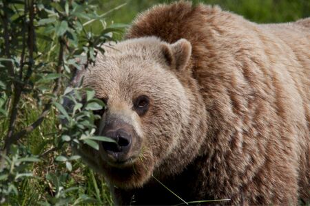 Actieve Groepskampeerreis Silla Centraal  En Zuid Alaska  Cape Tracks