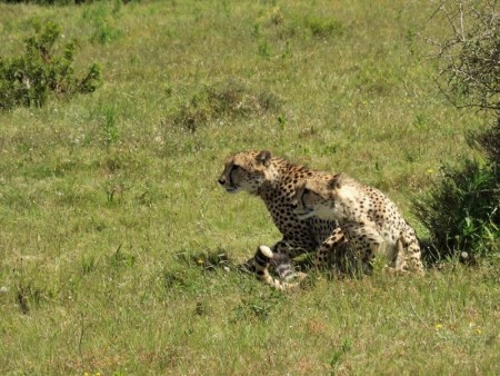 Addo Elephant