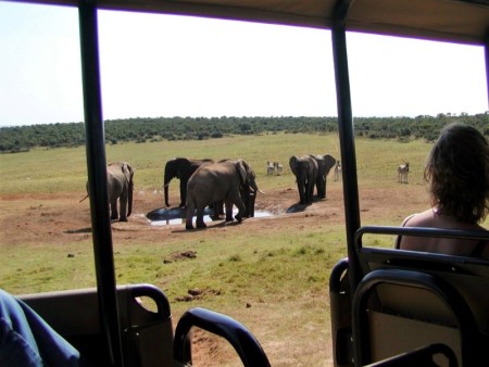 Addo Elephant