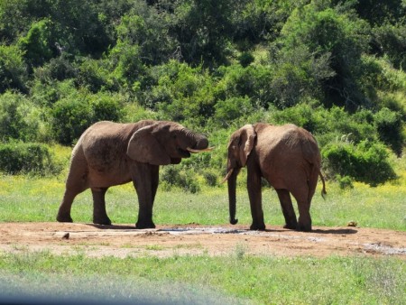 Addo Elephant