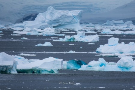 Adelaide Island Antarctica Ignas Vieleers