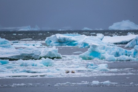 Adelaide Island Antarctica Ignas Vieleers