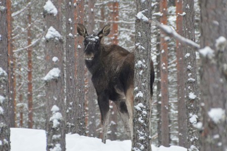 Alevi Winter Eland