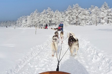 Alevi Winter Hondensledetocht