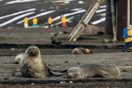 Antarctica Bezoeken QuarkExpeditions SamEdmonds   Fur Seals At Deception