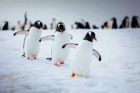 Antarctica Bezoeken QuarkExpeditions  21A3761 Edit DavidMerron