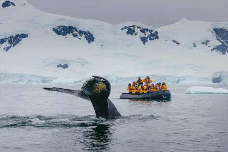 Antarctica Bezoeken QuarkExpeditions  21A4567 DavidMerron