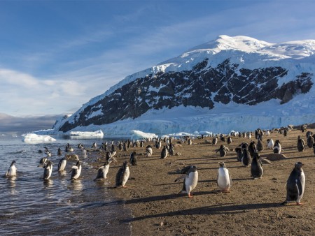 Antarctica Patagonie Chileense Fjorden Gentoo Pinguin Hurtigruten Karsten Bidstrup Copy