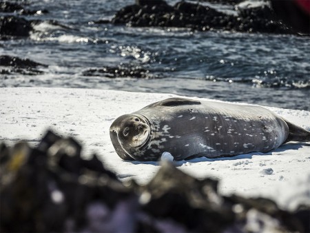 Antarctica Basecamp Ortelius Weddellzeehond Oceanwide Expeditions Dietmar