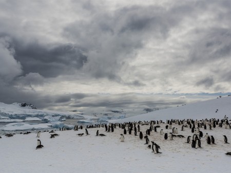 Antarctica Falklandeilanden Patagonie Cuverville Hurtigruten Karsten Bidstrup Copy