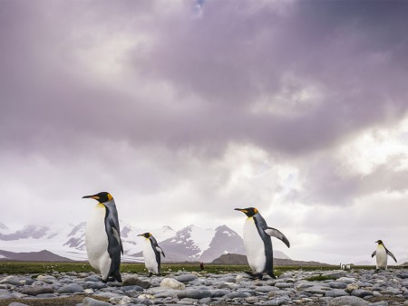 Antarctica Reizen Zuid Georgie Falklands Oceanwid Expeditions Dietmar Denger 7