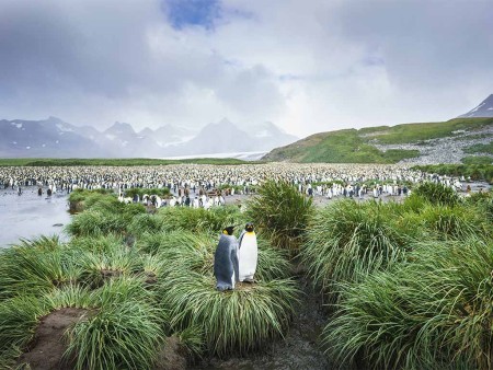 Antarctica Reizen Zuid Georgie Falklands Oceanwid Expeditions Dietmar Denger 8