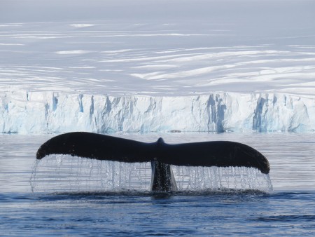 Antarctica Vakantie Walvis Oceanwide Expeditions