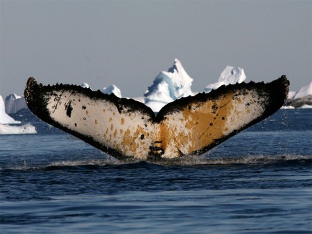 Antarctica Vliegen Over Drake Passage Quark 4 Copy