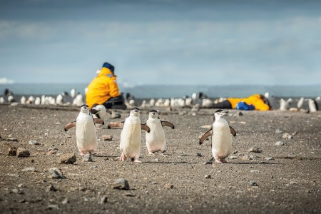 Antarctisch Schiereiland Bezoeken QuarkExpeditions AntarcticExplorer ViaCapeHorn Chinstrap Penguins Baily Head Acaciajohnson