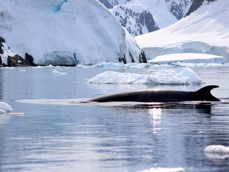 Antarctisch Schiereiland Zuidelijke Shetland Eilanden Oceanwide Expeditions 10