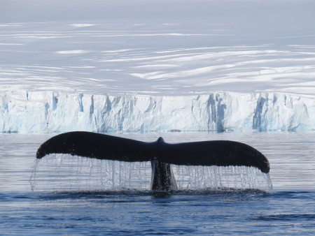 Antarctisch Schiereiland Zuidelijke Shetland Eilanden Oceanwide Expeditions 12