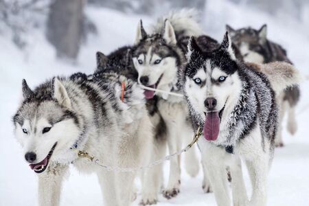 Arctic Lakeland
