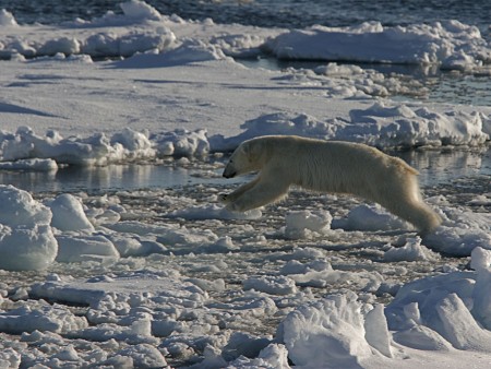 Arctische Lente Spitsbergen Oceanwide Expeditions 5