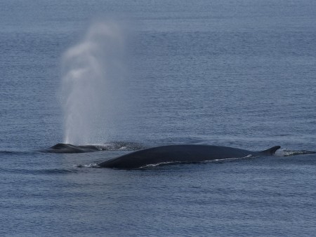 Arctische Lente Spitsbergen Oceanwide Expeditions 6