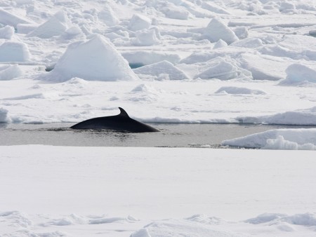 Arctische Lente Spitsbergen Oceanwide Expeditions 7