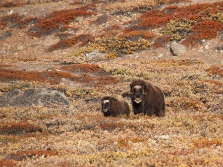 Aurora Borealis Spitsbergen Groenland Oceanwide Expeditions 6