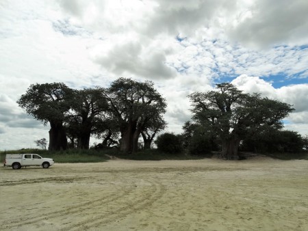 Baines Baobab