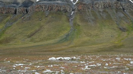 Bones Of Beluga Whales Svalbard HGR 123541 500  Photo Stefan Dall