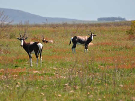 Bontebok Nationaal Park 02