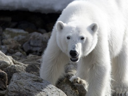 Boot Spitsbergen Oceanwide Expeditions 2