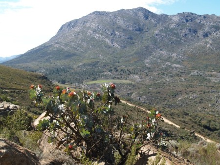 Cederberg