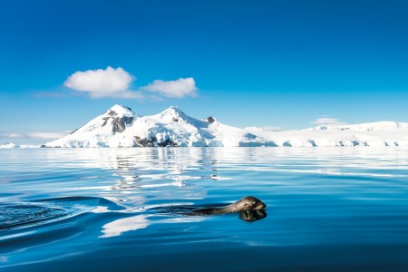 Cruise Antarctisch Schiereiland Swimming Fur Seal %C2%A9 Dietmar Denger   Oceanwide Expeditions Jpg Dietmar