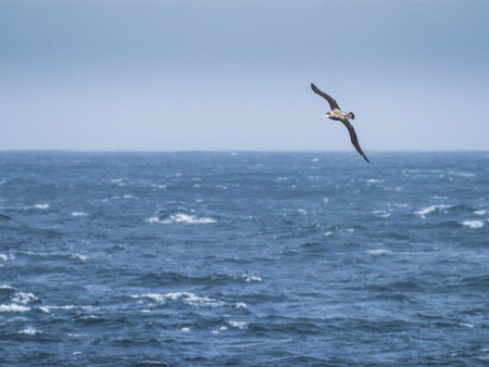 Drake Passage Hurtigruten Karsten Bidstrup 2 Copy