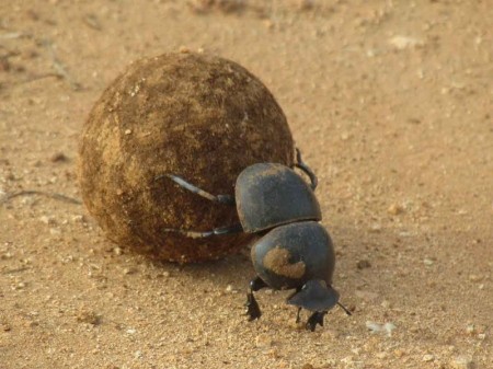 Dung Beetle 11