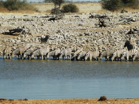 Etosha Zebra%27s 919