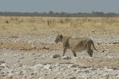 Etosha Leeuw Cape