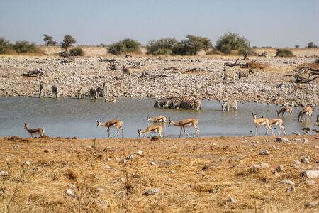 Etosha Okaukuejo Waterhole Cape