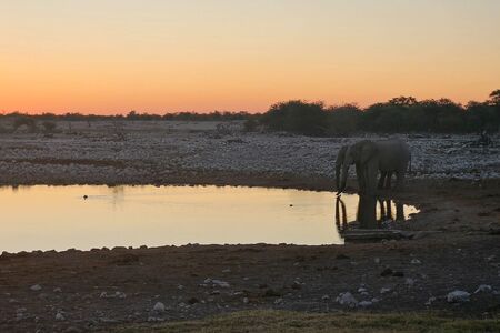 Etosha Okaukuejo Waterhole Olifant Zonsondergang Cape