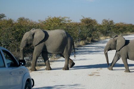 Etosha Olifant Cape