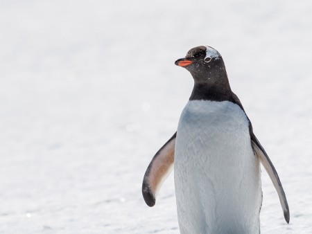 Expeditie Antarctica Basecamp Ramon Lucas