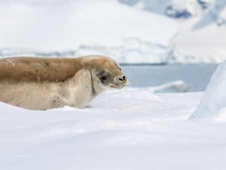 Expeditie Antarctica Basecamp Ramon Lucas