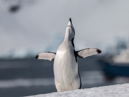 Expeditie Antarctica Basecamp Ramon Lucas